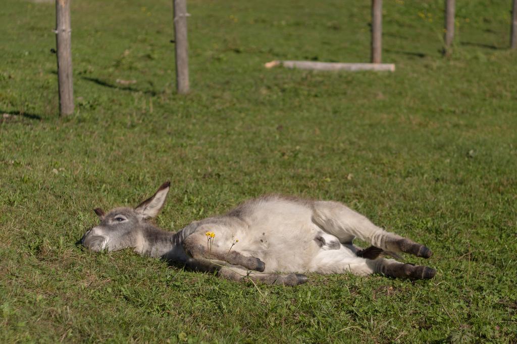 Winnewieser Vandoies Bagian luar foto