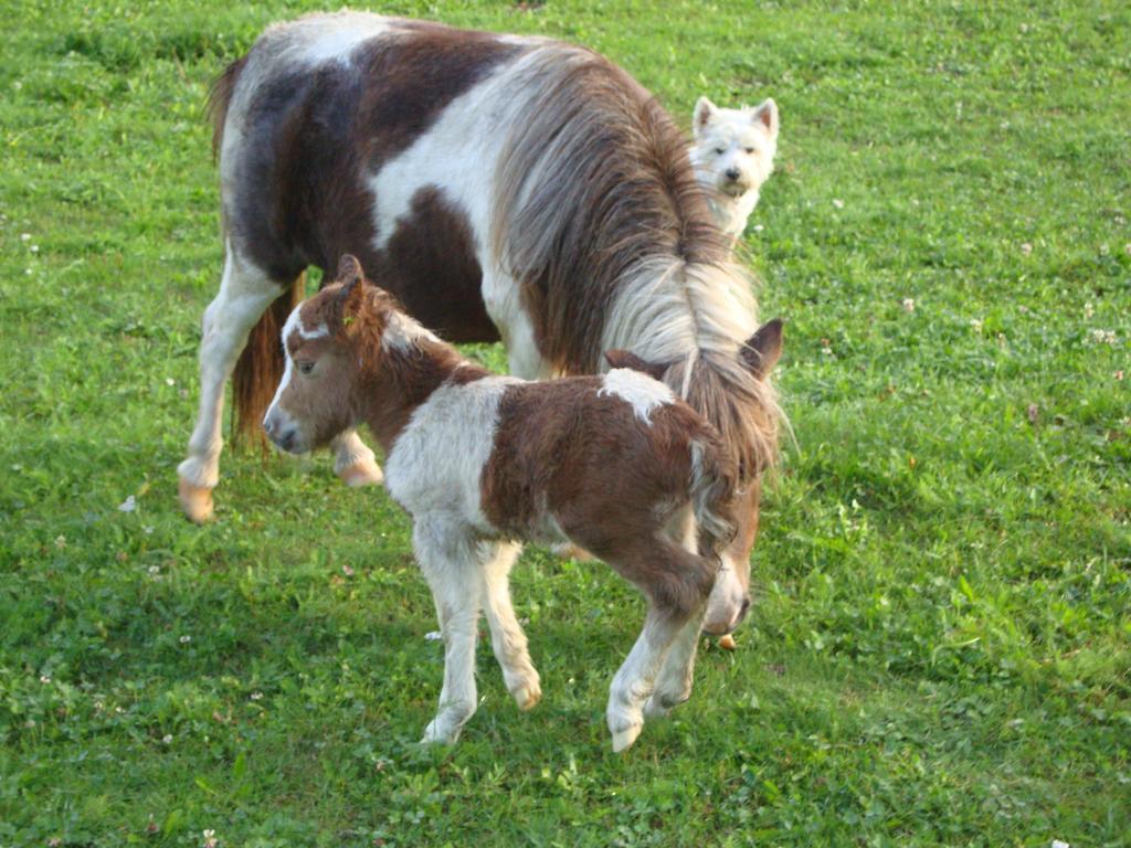Winnewieser Vandoies Bagian luar foto